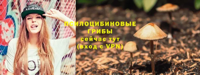 Псилоцибиновые грибы Psilocybe  Когалым 